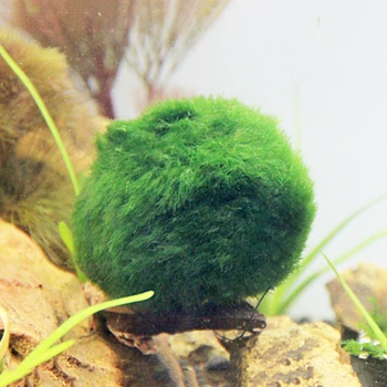 

Aquarium Landscape Real Grass Live Mousse Green Aquarium Ornamental Prospects Grass Waterweed Aquarium Decoration