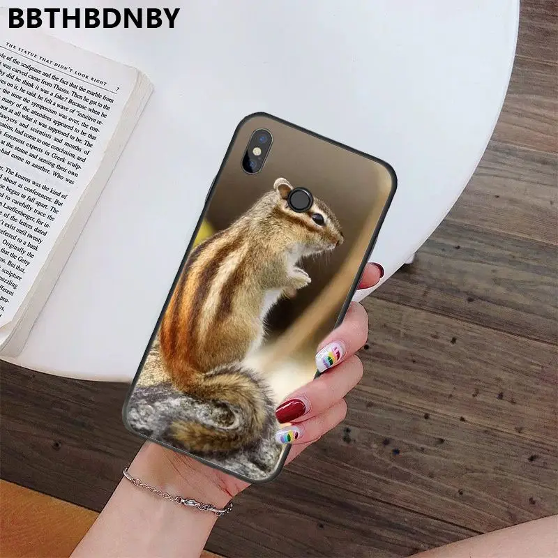 Squirrel