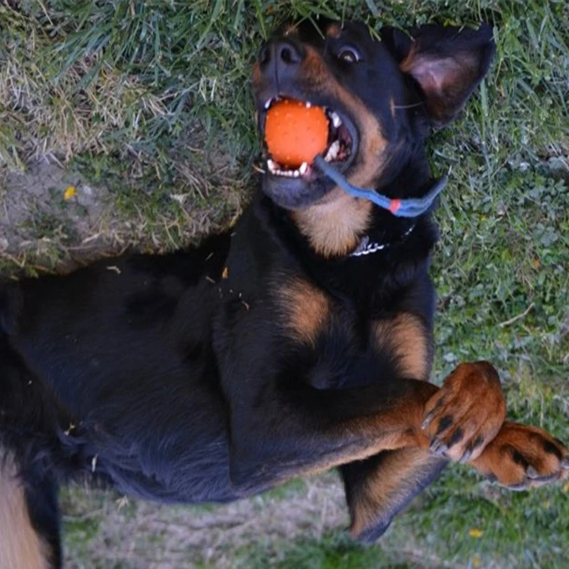 Мяч для собак твердый резиновый шар на веревке призовой игры|solid rubber balls|dog balldog ball