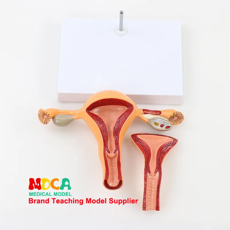 

Human Uterine Reproductive Model Family Planning Uterine Reproductive Anatomical Model Medicine Teaching Mszxt005
