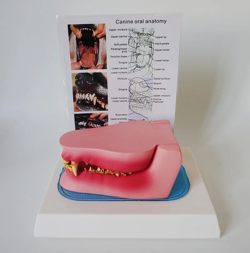 Анатомическая модель зуба собаки собачий ветеринарный Скелет животного ветеринарный обучающий инструмент анатомия