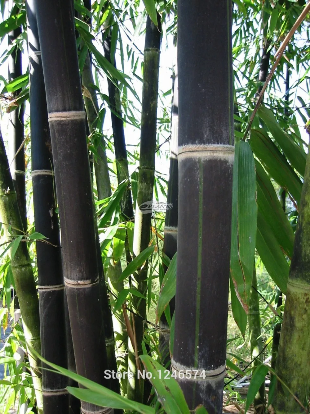 50 шт черный бамбуковый бонсай Phyllostachys Nigra домашний сад бонсай Цветочный Горшок Кашпо бонсай с бесплатной доставкой