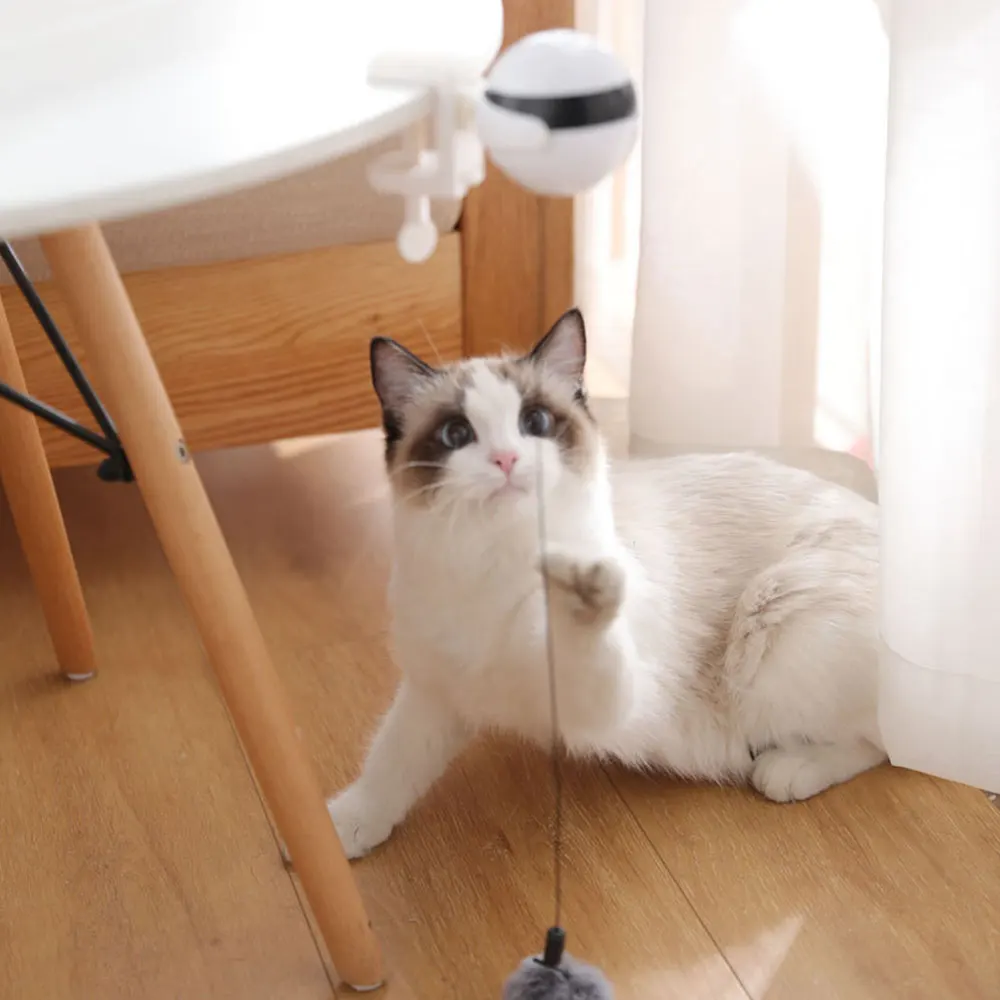 Un jouet DIY pour votre chat : un pompon - WanimoBuzz