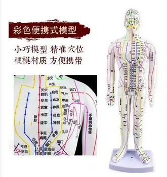 

35CM FeMale Lettering point mini body mannequin of acupuncture, Medical Research massage reflex zone teaching model C518