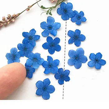 

Nail Decoration Pressed Flower Gifts Dye Blue Color For DIY Accessories 120Pcs