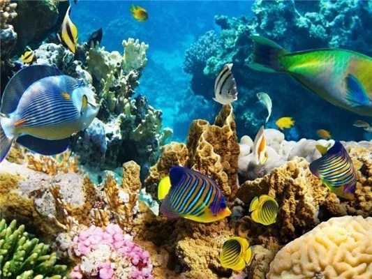 Подводное Фото Красного Моря