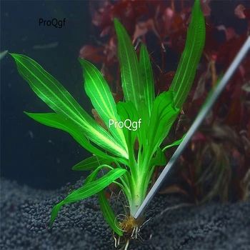 

Ngryise 3PCS A Set Echinodorus major