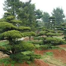 50 шт./лот сад карликовое дерево Флорес белая сосна Podo carpus дерево растение, вечнозеленый кустарник комнатный Земля
