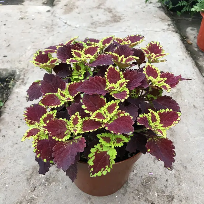 50 шт. свежий настоящий Plectranthus scutellarioides лист OoSementes 1-25 - Цвет: 21