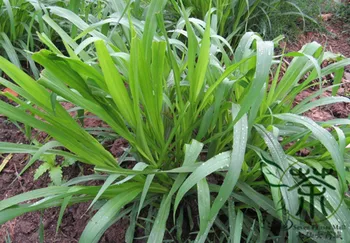 

Pennisetum Purpureum Napier Grass Hong-Xiang-Cao