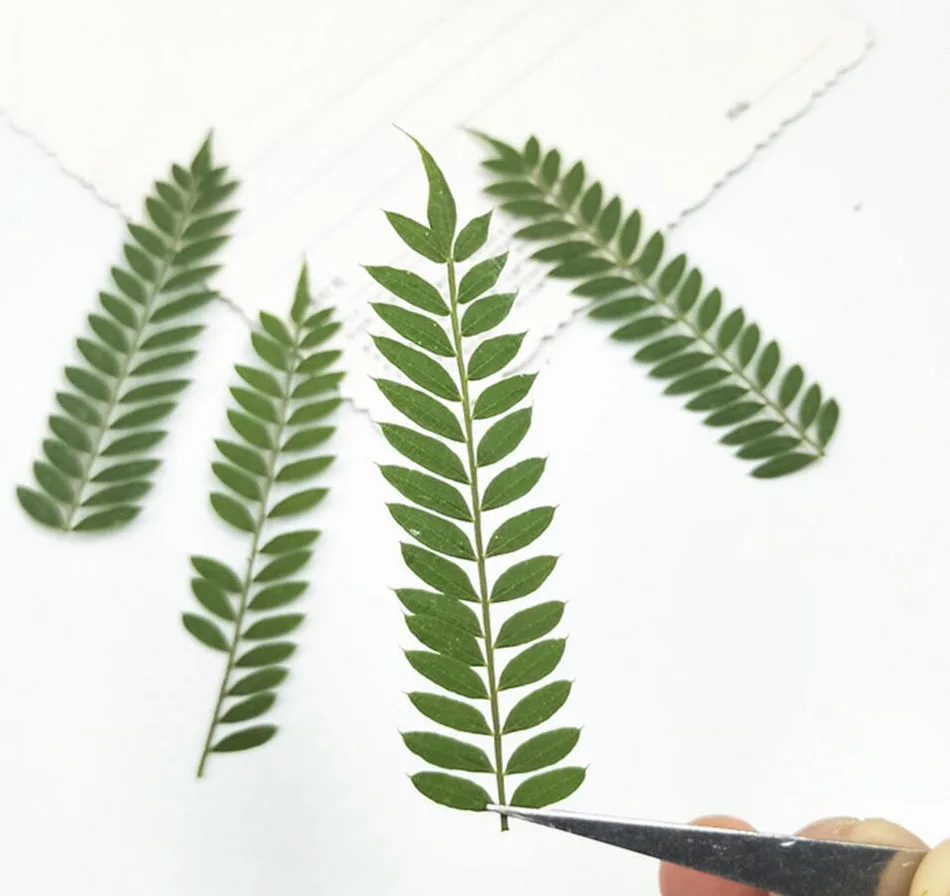 60 Pz Pressato Essiccato Jacaranda Mimosifolia Foglia Pianta Erbacario Per Gioielli Cartolina Segnalibro Cassa Del Telefono Carta Di Invito Fai Da Te