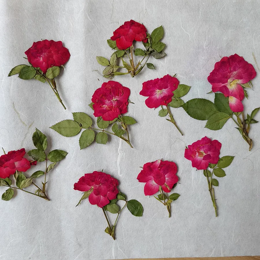 30pcs-Dried-Pressed-Red-Rose-Flowers-Leaves-Plant-Herbarium-For-Jewelry ...