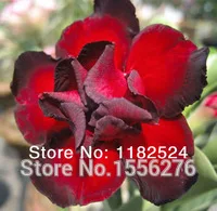 20 шт. свежий настоящий адениум Obesum ОО-пустынный цветок розы F Oosementes - Цвет: Армейский зеленый