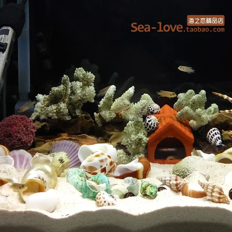 Fashion Landscape-making Aquarium Natural Conch Shell Snail Mediterranean Micro-landscape Decoration Crafts Specimens Ornaments