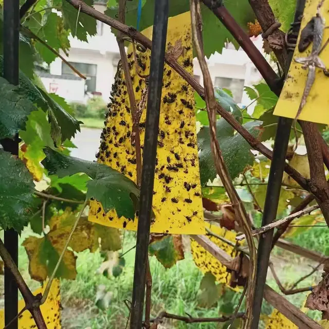 2021 Sárga, Erős Ragacsos Csapdák Gyümölcslégy Rovarok Ragadós Deszka Beltéri/Kültéri Használatú Szúnyog Repülõ Kettős Oldalú Rovarfogó - Image 3