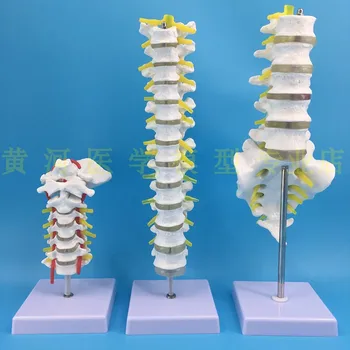 

1:1 spine model human skeletal model cervical vertebra blood vessel thoracic nerve lumbar disc