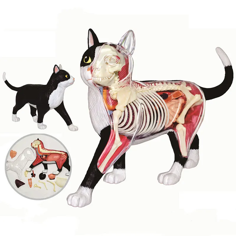 

Assembling toy Animal Biology organ anatomical model medical teaching model Black and white cat 4d master puzzle
