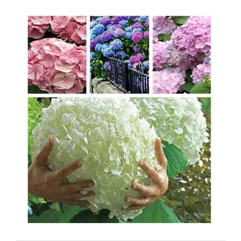 

Plant Flowers Bath Salts Rose Big Hydrangea Essence 20Pcs AN-ZZ13-20