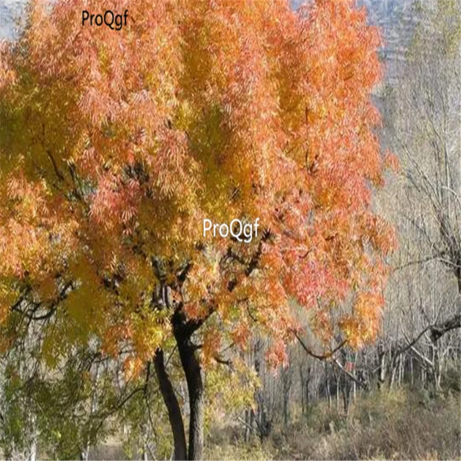Ngryise 1000 шт набор Pistacia chinensis