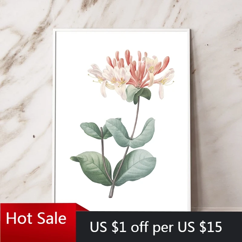 Flower Print Honeysuckle Botanical Floral Poster Italian Hand Drawing Art Canvas Painting Picture Home Decor Wall De | Дом и сад