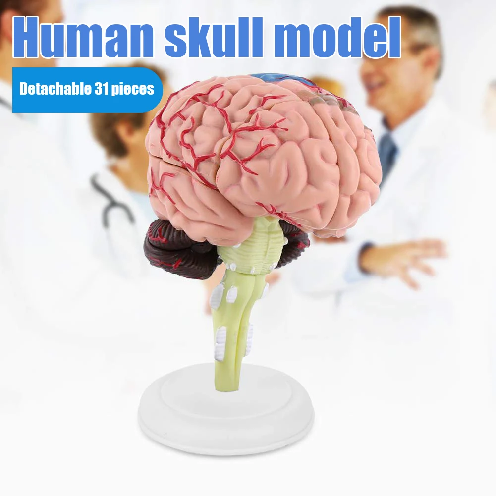 4D модель головного мозга модель структурная Анатомия обучающий инструмент KSI999 - Цвет: As shown