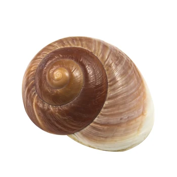 

7-8cm Natural Snail Shell Hermitage Crab Spare Replacement Shell Bread Conch Seashells Nautical Home Decor Acquarium Accessory