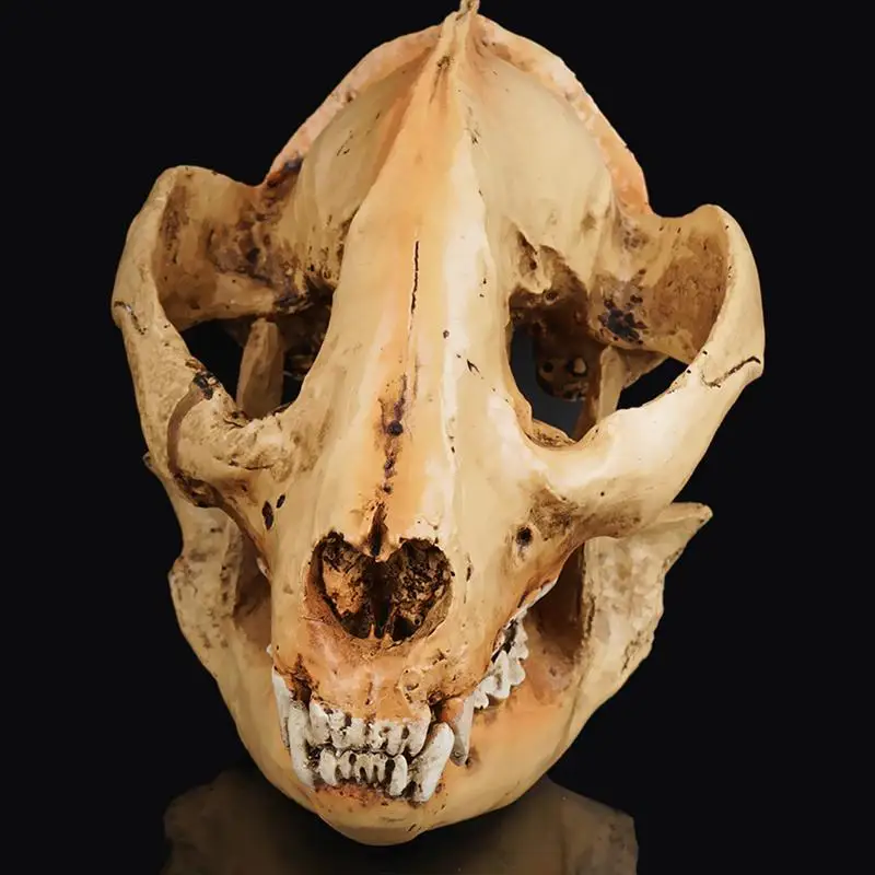 1Pc Creative Resin Simulation Panda Skull Model Fake Artificial Decor for Room Home | Дом и сад