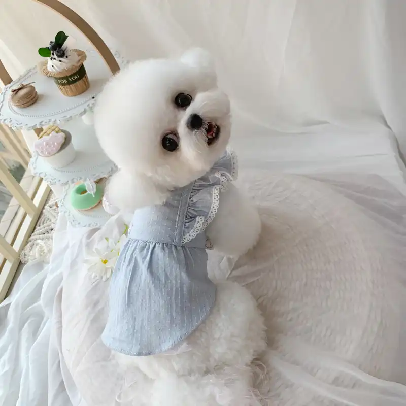 Teacup pomeranian clothes Outlet