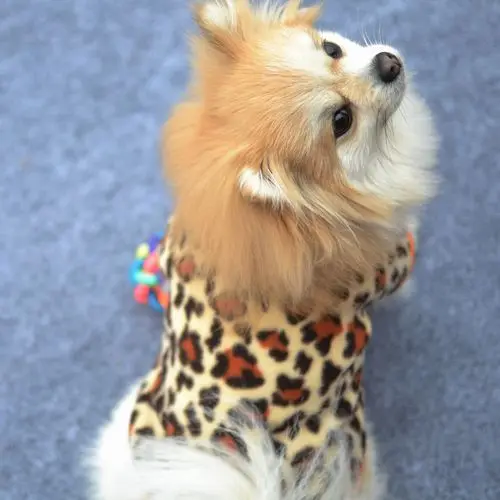 Unique Sweaters For Dogs - The Popular Clothes This Winter
