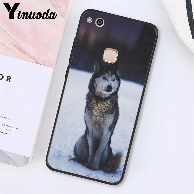 angry Animal wolf Face