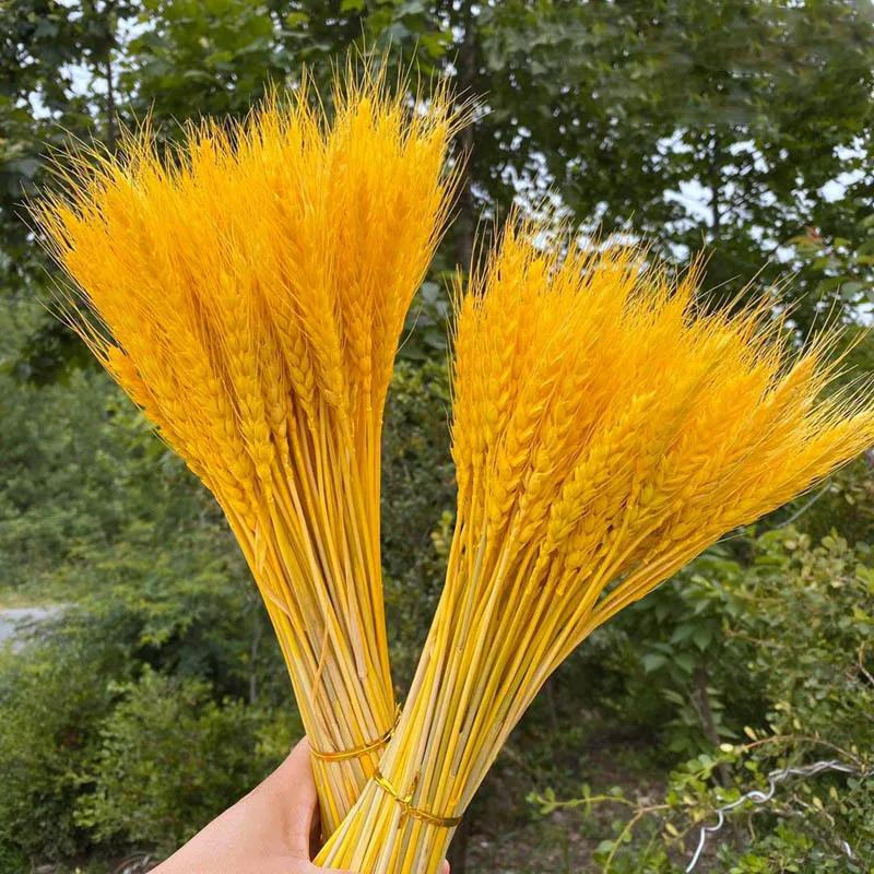50Pcs/Many real wheat ear flowers natural dried flowers wedding party decoration DIY craft scrapbook home decoration wheat bouqu