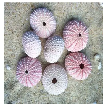 

set Aquarium Natural conch shell fantasy pink window design decoration DIY hand - made air pineapple sea urchin shell Home