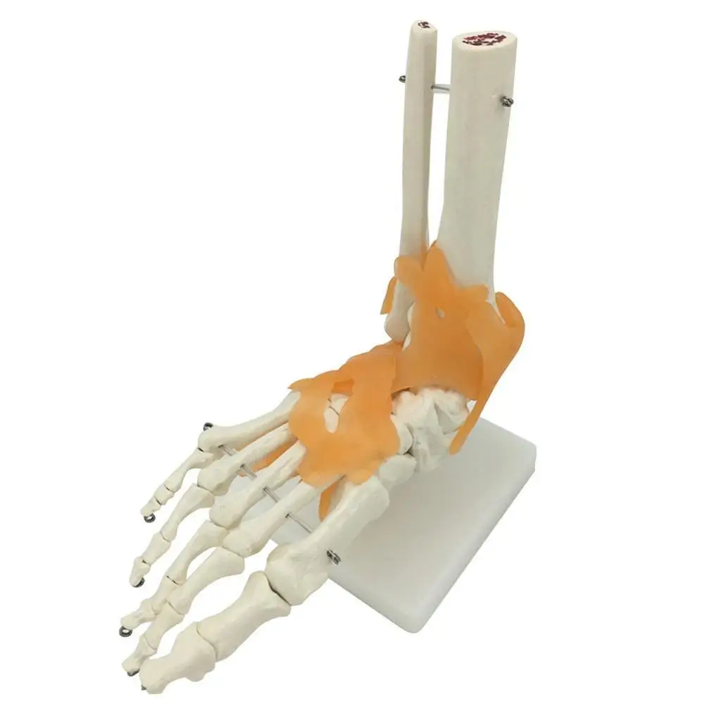 Life Size Foot Joint with Ligaments Anatomical Skeleton anatomical Anatomy Skull Sculpture Head body model Muscle Bone Artist | Канцтовары