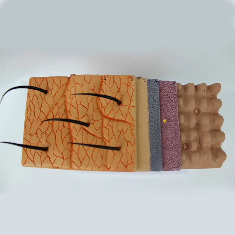 

Skin Model, 50X Skin and Hair Structure Enlarge Model Anatomical Model Anatomy for Science Classroom Study Display Teaching Medi