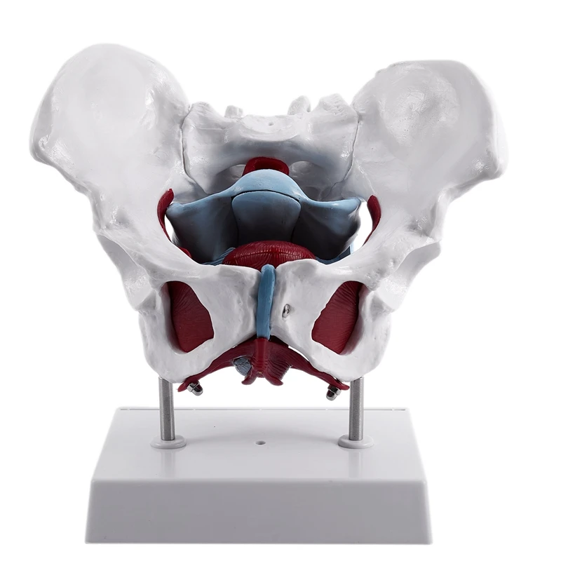 

Female Pelvis and Reproductive Organs Model Female Bladder Pelvic Floor Muscle Rehabilitation Medical Anatomical Model