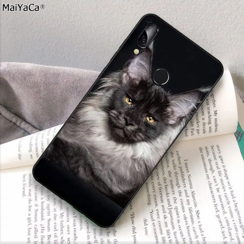 pet maine coon cat