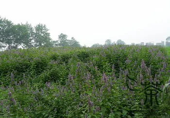 

Agastache Rugosa Blue Licorice Purple-Giant Hyssop Huo-Xiang
