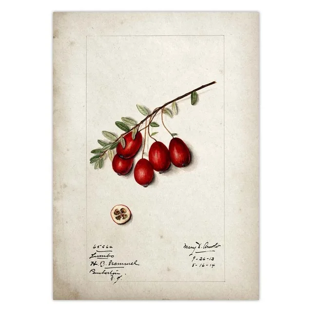 Fruit-Kitchen-Poster-Vintage-Poster-Antique-Pear-Apple-Orange-Pineapple-Wall-Art-Decorative-Picture-Kraft-paper.jpg_.webp_640x640 (9)