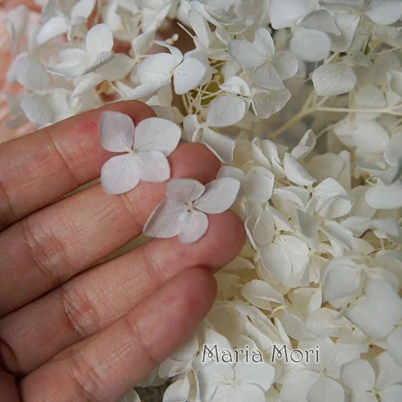 Anna Hydrangea  Flowers  Little  Leaves Preserved Hydrangea Decor  Office Decor  DIY Flowers