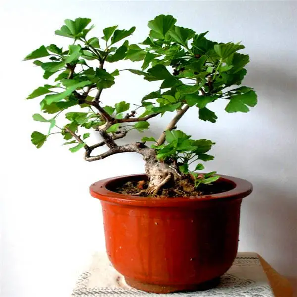 20 шт Albizia(акация) Julibrissin дерево(Мимоза/персидское шелковое дерево) мини цветок бонсай в горшках, diy домашний миниатюрный садовый завод