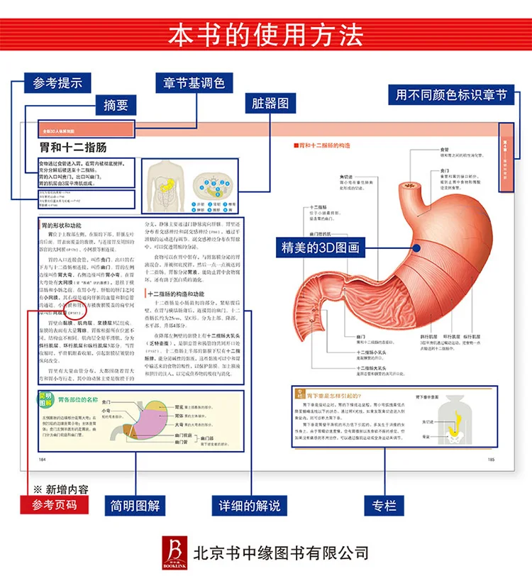 3D human anatomy diagram human muscle anatomy movement anatomy tonic partial anatomy textbook
