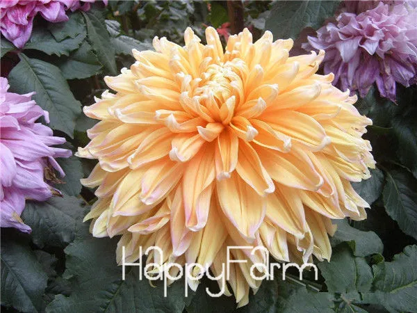 18 Харди жаростойкий разных многолетние Dahlia цветочных растений, 100 шт./упак., светильник Ароматный сад бонсай,# NSD9SG - Цвет: 18