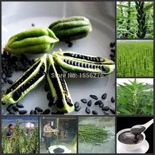 1000 шт китайская реликвия Семен Sesami Nigrum s-органические овощи(Hei-zhi-ma