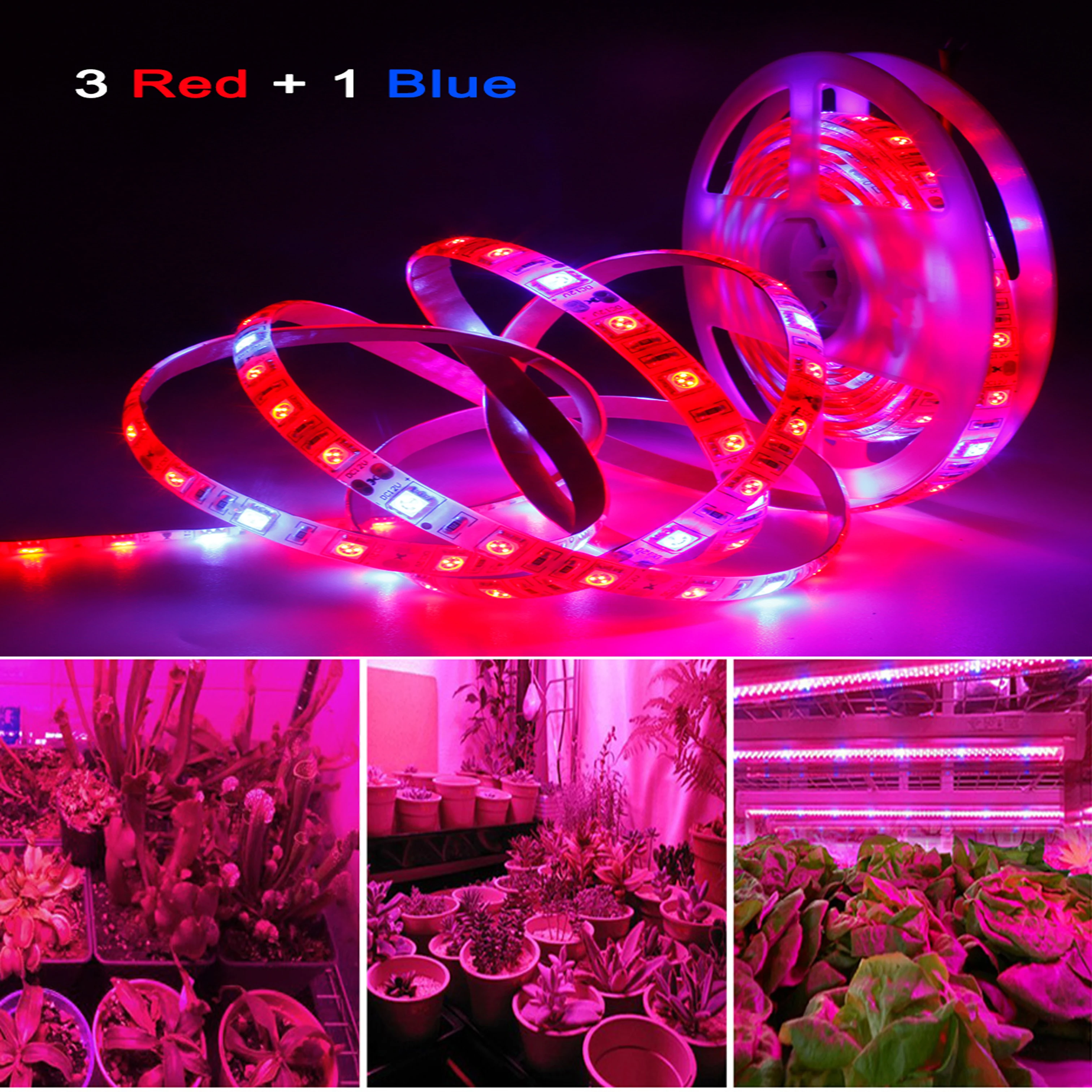 

DC 12V LED Grow Light Full Spectrum LED Strip Lights 1m 2m 3m 4m 5m SMD5050 LED Phyto Lamps For Greenhouse Hydroponic Plant