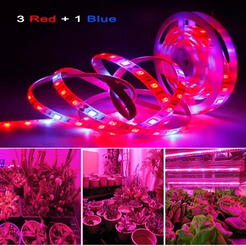 

DC 12V LED Grow Light Full Spectrum LED Strip Lights 1m 2m 3m 4m 5m SMD5050 LED Phyto Lamps For Greenhouse Hydroponic Plant
