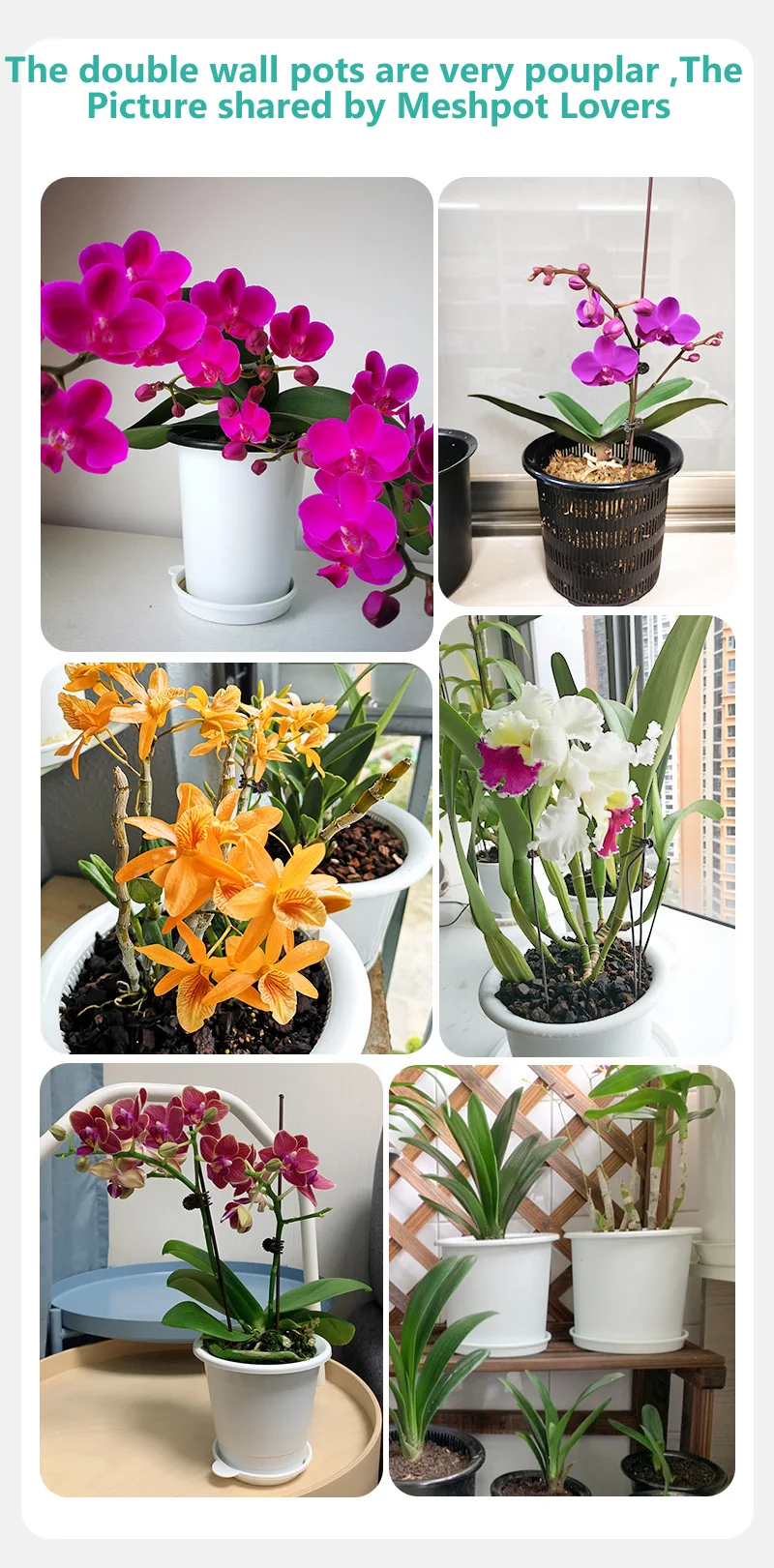 orchidea mini vaso trasparente » Fiorista a Feltre per acquisto online e consegna domicilio di fiori e piante a Feltre
