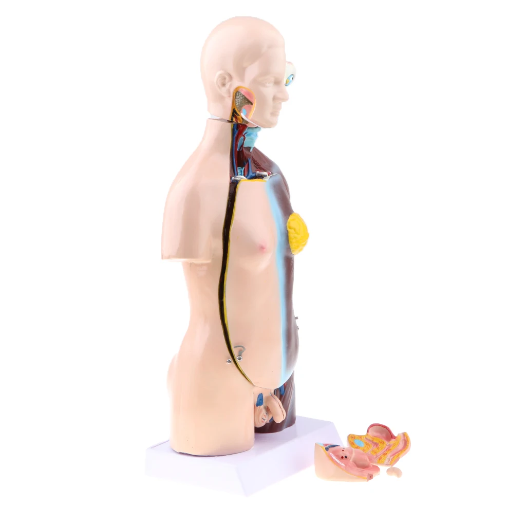 23 Parts Human Body Torso Model - Showing Section of Brain, Heart, Lung, Liver, Skull Cap etc.