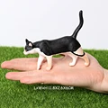 Black cat