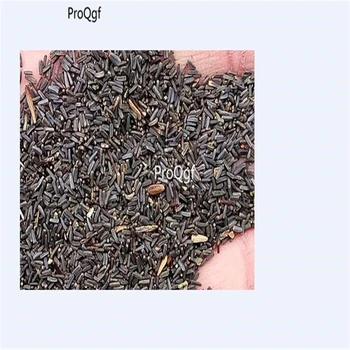 

Ngryise 5000Pcs A Set chamomilla chamomilla