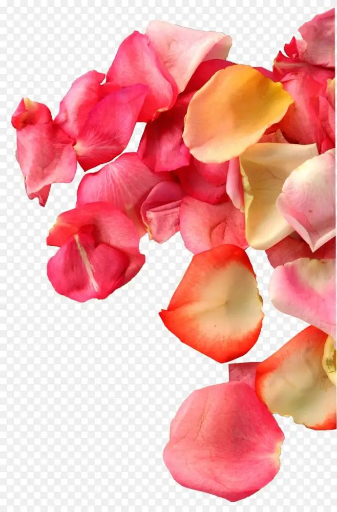 花瓣设计师透明半透明心玫瑰花瓣png图片素材免费下载 图片编号 Png素材网